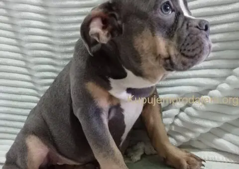 Plavo stene engleskog buldoga - 5/5