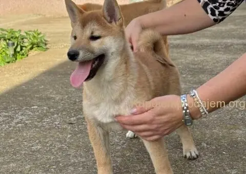 Shiba inu štenci - 1/5