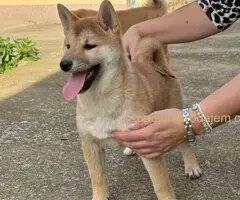 Shiba inu štenci