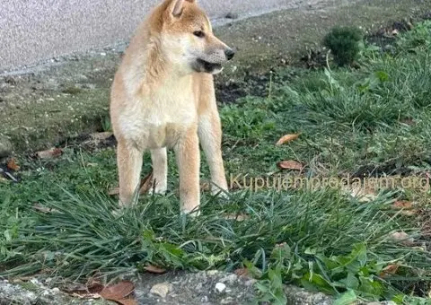 Shiba inu štenci - 2/5
