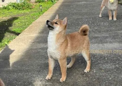Shiba inu štenci - 3/5