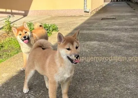 Shiba inu štenci - 4/5