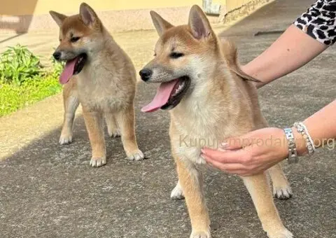 Shiba inu štenci - 5/5