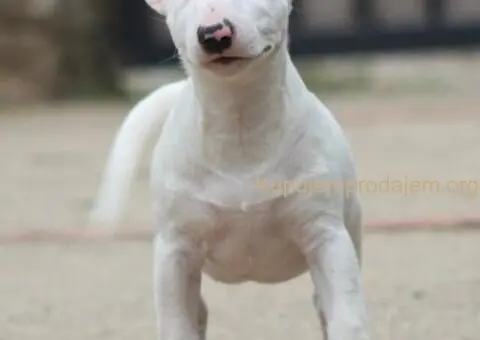 Mini Bull Terrier - 2/12