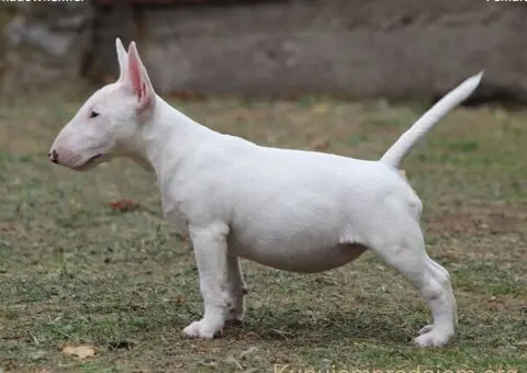 Mini Bull Terrier - 1/12