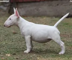 Mini Bull Terrier