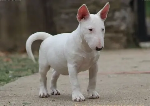 Mini Bull Terrier - 3/12