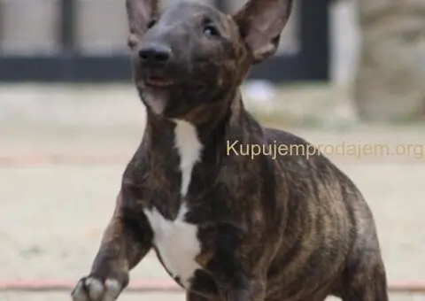 Mini Bull Terrier - 4/12