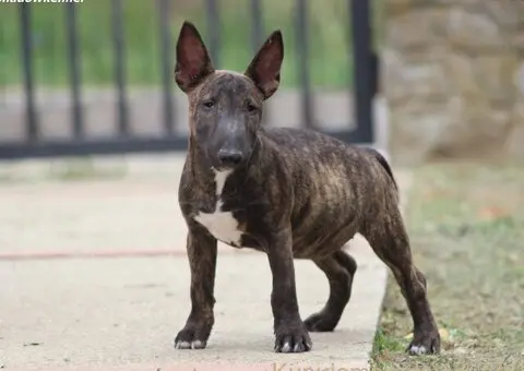Mini Bull Terrier - 5/12