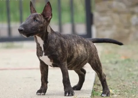 Mini Bull Terrier - 6/12
