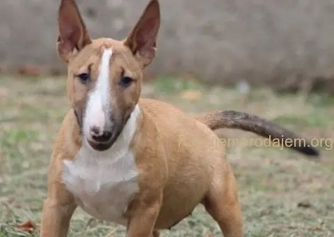 Mini Bull Terrier - 7/12