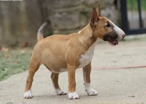 Mini Bull Terrier - 8/12