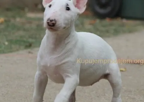 Mini Bull Terrier - 10/12