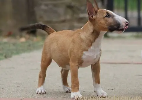 Mini Bull Terrier - 9/12