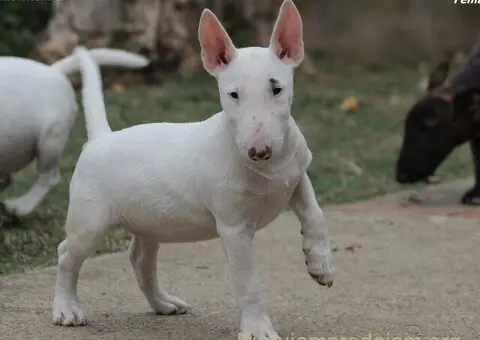Mini Bull Terrier - 11/12
