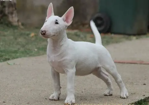 Mini Bull Terrier - 12/12
