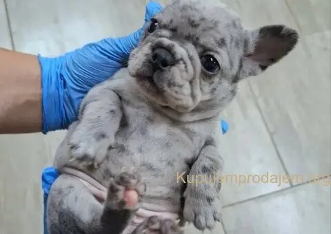 Francuski buldog - 1/5
