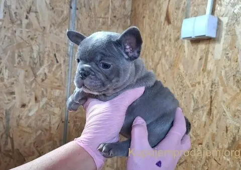 Francuski buldog - 4/5