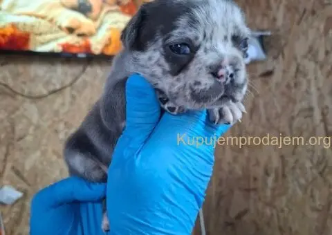 Francuski buldog - 5/5