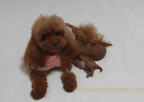 Neodoljive pudle toy i teacup - 1/11