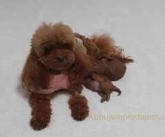 Neodoljive pudle toy i teacup