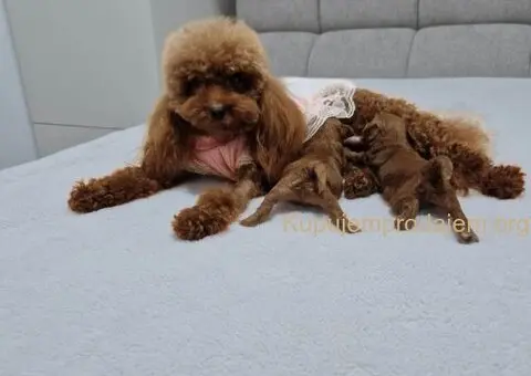 Neodoljive pudle toy i teacup - 2/11