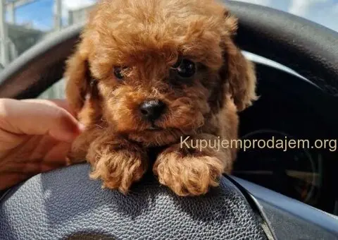 Neodoljive pudle toy i teacup - 3/11