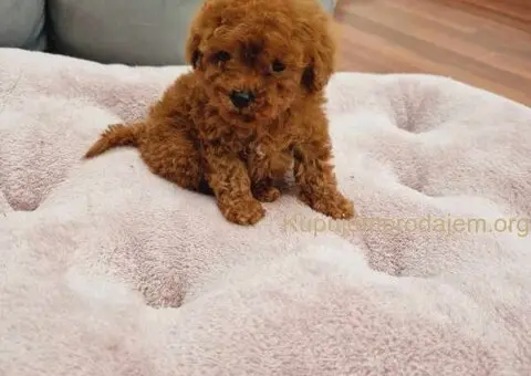 Neodoljive pudle toy i teacup - 4/11