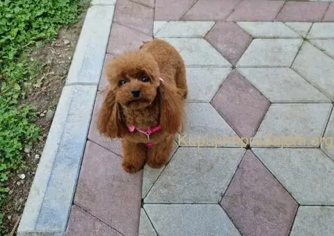 Neodoljive pudle toy i teacup - 5/11