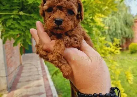 Neodoljive pudle toy i teacup - 6/11