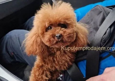 Neodoljive pudle toy i teacup - 8/11