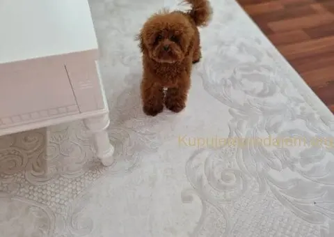 Neodoljive pudle toy i teacup - 9/11