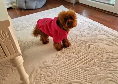 Neodoljive pudle toy i teacup - 10/11