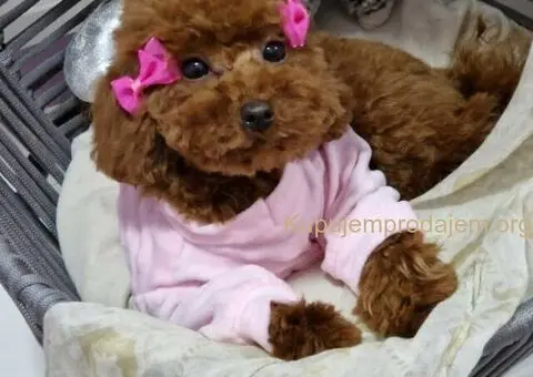 Neodoljive pudle toy i teacup - 11/11