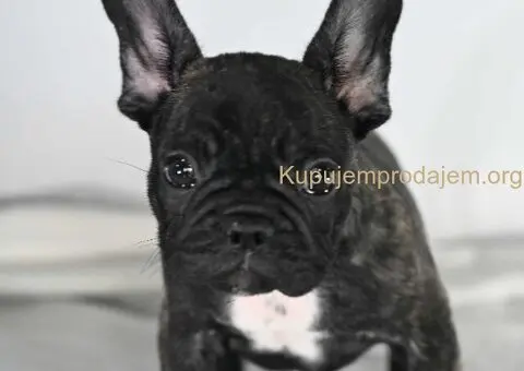 Francuski buldog stenci - 1/10