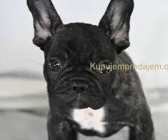 Francuski buldog stenci