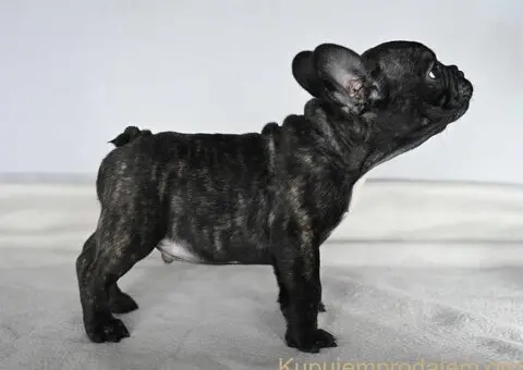 Francuski buldog stenci - 2/10