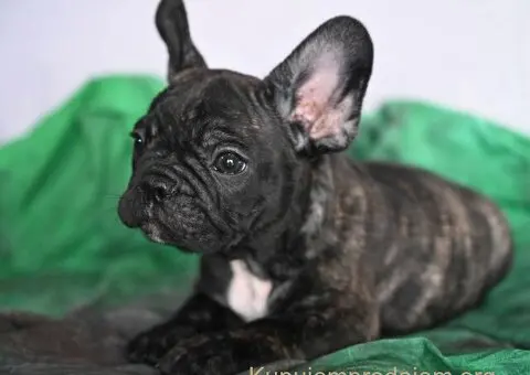 Francuski buldog stenci - 3/10