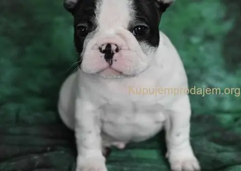 Francuski buldog stenci - 4/10