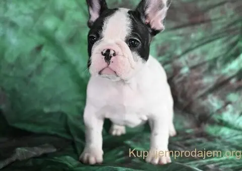Francuski buldog stenci - 5/10