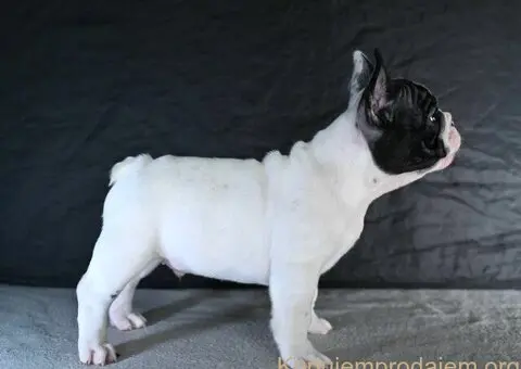 Francuski buldog stenci - 6/10