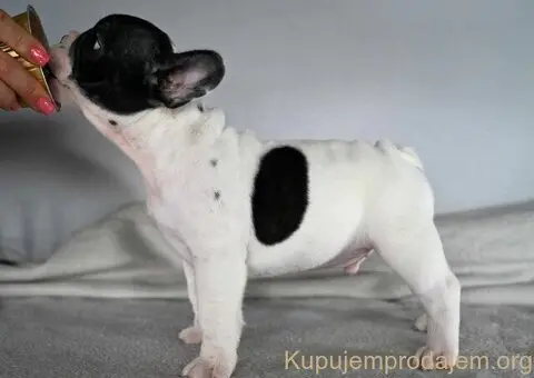 Francuski buldog stenci - 7/10