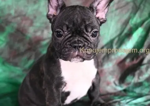 Francuski buldog stenci - 8/10