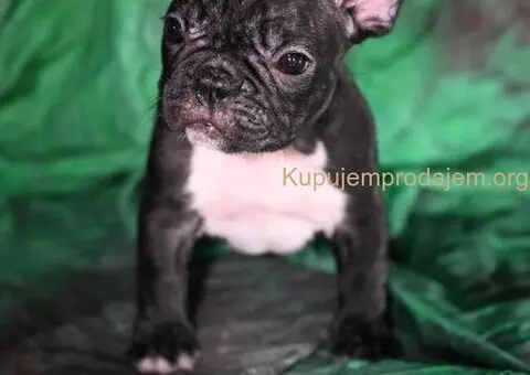 Francuski buldog stenci - 9/10