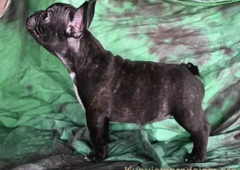 Francuski buldog stenci - 10/10