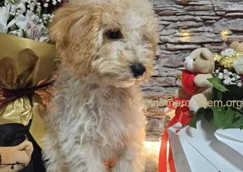 Dve vesele mini pudle apricot  - dečak I devojčica - 1/9