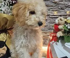 Dve vesele mini pudle apricot  - dečak I devojčica