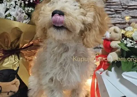 Dve vesele mini pudle apricot  - dečak I devojčica - 2/9