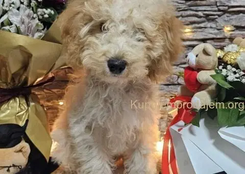 Dve vesele mini pudle apricot  - dečak I devojčica - 3/9