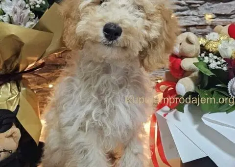 Dve vesele mini pudle apricot  - dečak I devojčica - 4/9